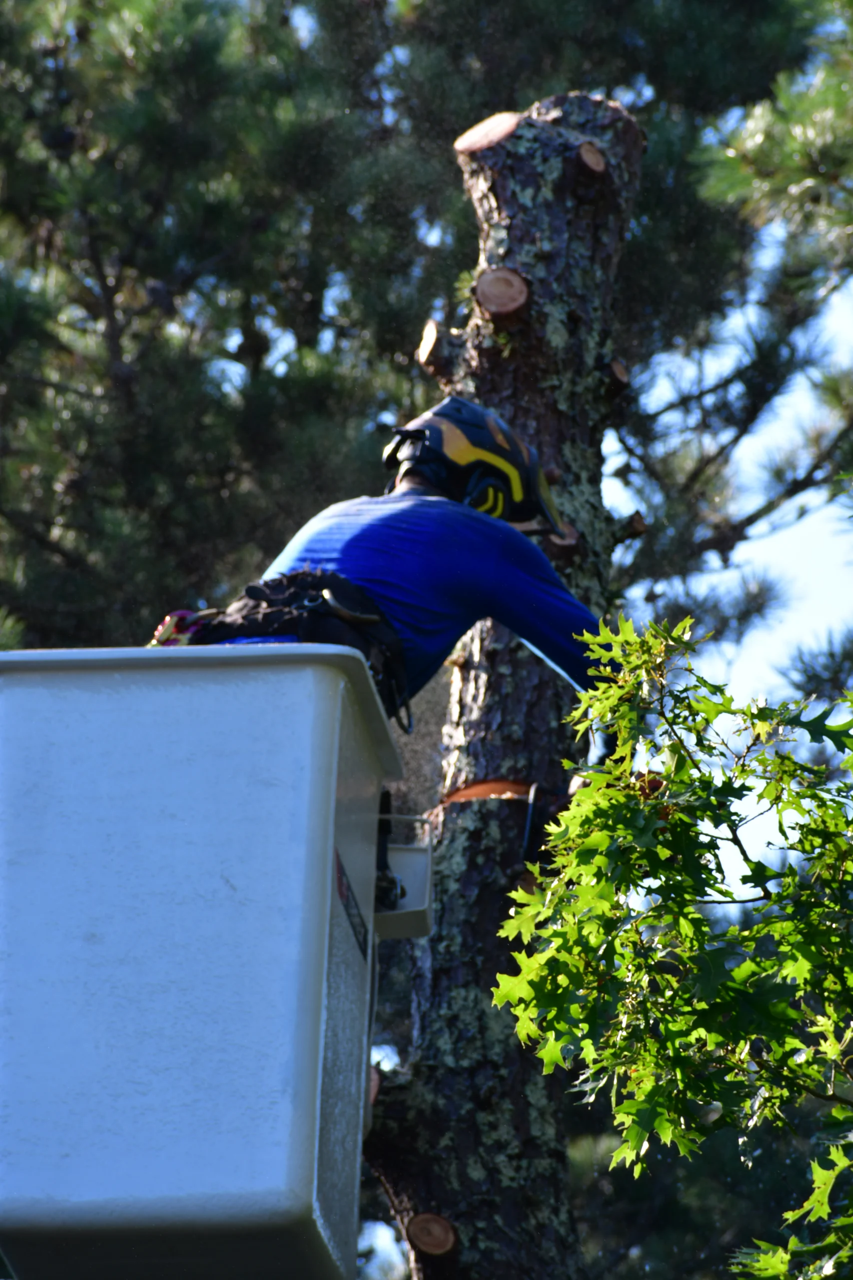 Tree Services